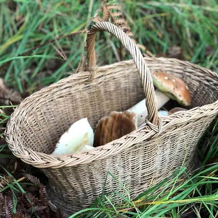 Le Moulin D'hourtoy Moustey